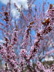 tree with pink flowers