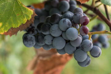 Closeup shot of blue grapes in a vineyard