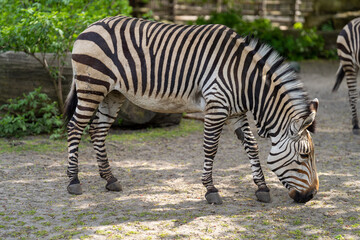 Fototapeta na wymiar pasąca się zebra w zoo