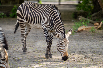 Fototapeta na wymiar pasąca się zebra w zoo