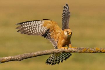 Red-footed falcon male - alco vespertinus - landing on perch with spread wings. Photo from Kisújszállás in Hungary.