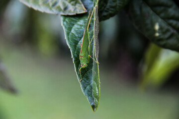 Insect 