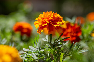 marigolds