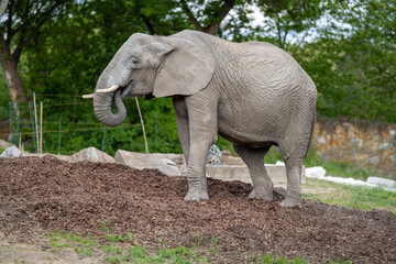 bardzo stary słoń afrykański w zoo