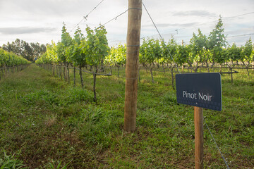 plantation of pinot noir grapes on a cloudy day
