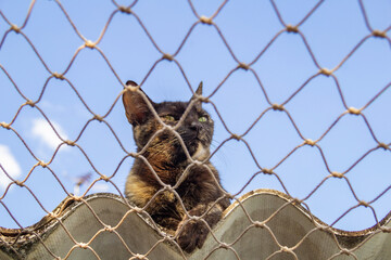 Uma gata carey sobre o telhado de uma casa com rede de proteção.