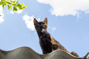 Uma gata carey sobre o telhado de uma casa.