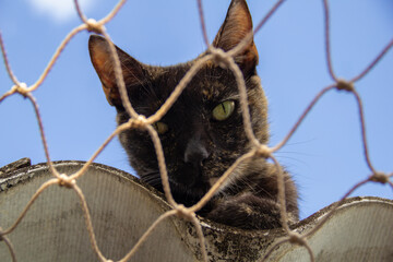 Uma gata carey sobre o telhado de uma casa com rede de proteção.