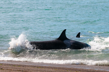 Orca patrolling the shoreline, Peninsula Valdes, Patagonia, Argentina.