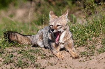 Naklejka na ściany i meble Pampas Grey fox yawning ,in Pampas grass environment, La Pampa province, Patagonia, Argentina.