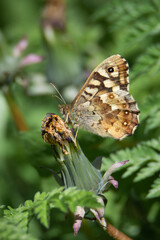 Speckled Wood butterfly on an unopened dandelion