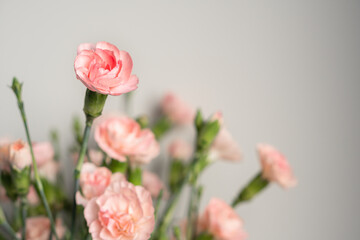 Delicate light pink carnation flowers on a light gray background