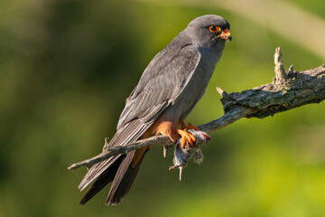 Red-footed falcon female - Falco vespertinus - perched with dark green background. Photo from...
