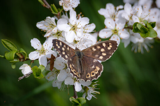 Speckled Wood butterfly on Haw blossom