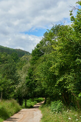 Fototapeta na wymiar A mountain road surrounded by lush vegetation