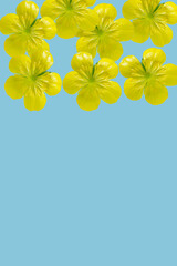 Copy space with yellow floating flowers arranged on light blue background. Fresh spring concept.