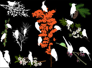 birds and tree blossoming branches silhouettes on black