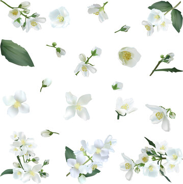 jasmine flowers isolated on white background