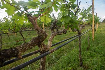 irrigation in a large plantation of grapes in a late afternoon