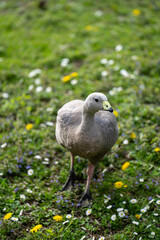 szara kaczka na wybiegu w zoo © Arkadiusz
