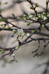 branch of a tree