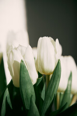 Closeup of white tulips standing in the sunny room. Mockup for greetings with valentines, mothers day and Easter celebration with copy space
