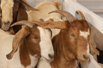 several boer sheep in a show stall
