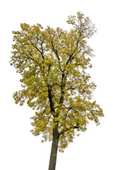 tree with yellow summer leaves