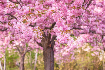Flowering of Japanese cherry cherry pink on the alley