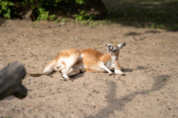 leżący kangur rudy w warszawskim zoo