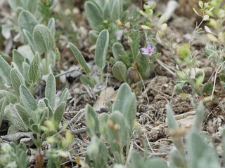 close up of a cactus