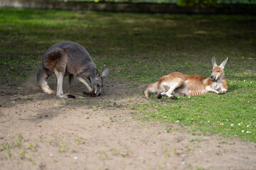 Naklejka na ściany i meble leżący kangur rudy w warszawskim zoo