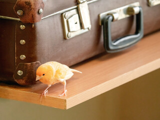 Funny singing canary on the background of an old suitcase. Young male Curious yellow canary....