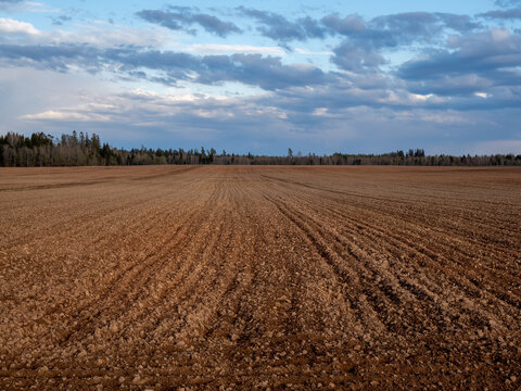 Evening view of arable land in front of the forest. Landscape with agricultural land, recently played and prepared for the crop.