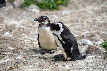 zbliżenie, mały czarno biały pingwin, wybieg w zoo © Arkadiusz