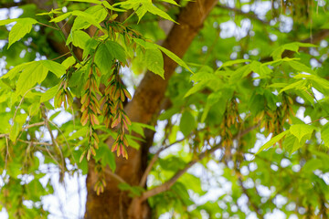 selective focus of a sycamore maple (Acer pseudoplatanus) leafs and fruits in springtime with blurred background