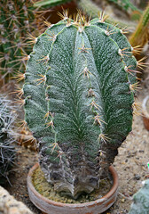 kolczasty kaktus (astrophytum ornatum), cactus in a pot - obrazy, fototapety, plakaty