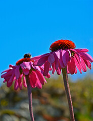 Różowe kwiaty jeżówki purpurowej, trzmiele na kwiatach jeżówki, Echinacea purpurea, Pink coneflower flowers, bumblebees on coneflower flowers © kateej