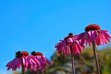 Różowe kwiaty jeżówki purpurowej, trzmiele na kwiatach jeżówki, Echinacea purpurea, Pink coneflower flowers, bumblebees on coneflower flowers	 - obrazy, fototapety, plakaty