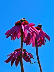 Różowe kwiaty jeżówki purpurowej, trzmiele na kwiatach jeżówki, Echinacea purpurea, Pink coneflower flowers, bumblebees on coneflower flowers	