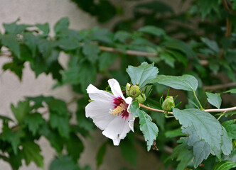 biały kwiat ketmii syryjskiej, hibiskusa (Hibiscus syriacus), white Syriac hibiscus flower,...