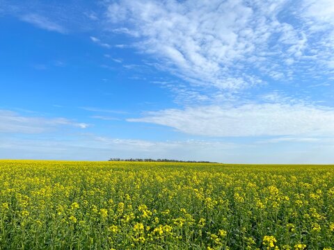 Field of yellow flowers and blue sky with clouds. Flowering rapeseed field and sky.Idyllic summer landscape.