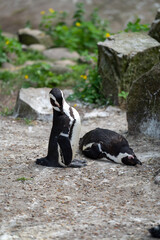 zbliżenie, mały czarno biały pingwin, wybieg w zoo © Arkadiusz