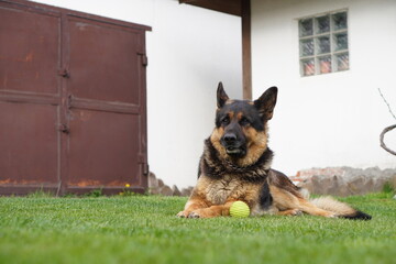 Big german shepherd resting on a plot on green grass