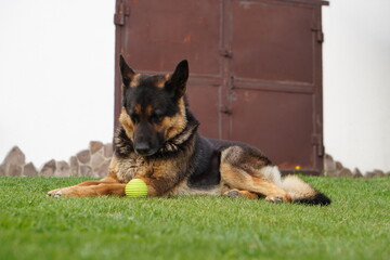 Big german shepherd resting on a plot on green grass
