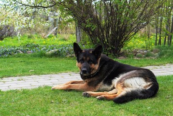 Big german shepherd resting on a plot on green grass