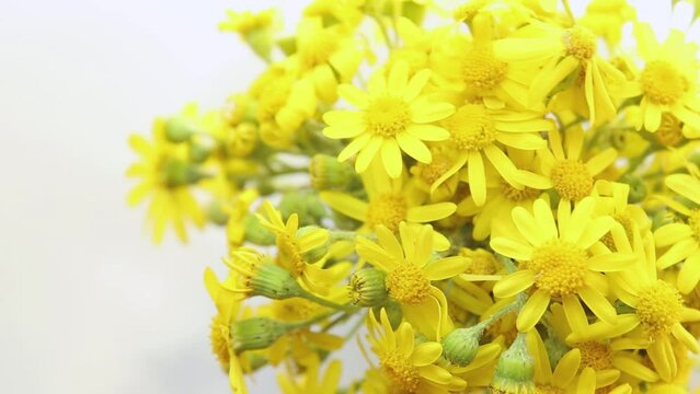 A bouquet of field, yellow flowers in the sunlight. Groundsel are spinning.