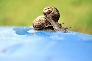 Two land snails together on a blue green background