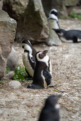 zbliżenie, mały czarno biały pingwin, wybieg w zoo © Arkadiusz