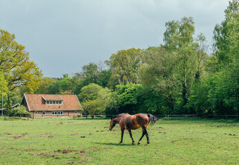 Brown horse walking in a field with a farm in the background. Sunny day but dark clouds in the distance